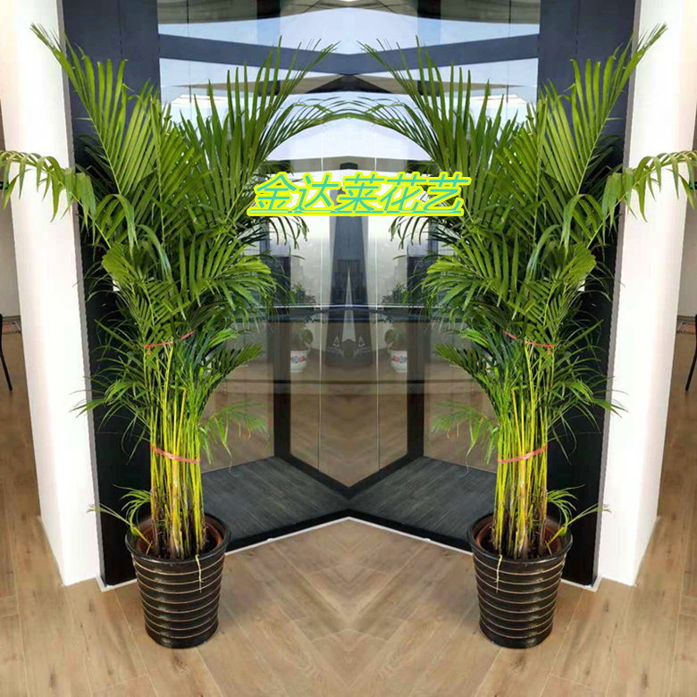 天津开业鲜花绿植同城夏威夷椰子散尾葵大型花卉办公盆栽净化空气,淘宝优惠券,粉丝福利购,淘宝优惠卷