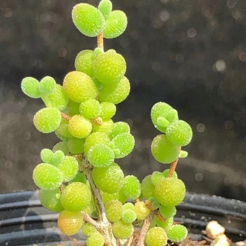 枝干番杏金桔糖球米粒钻石冰晶兔子肉肉植物办公室桌面花卉小盆栽 - 图2