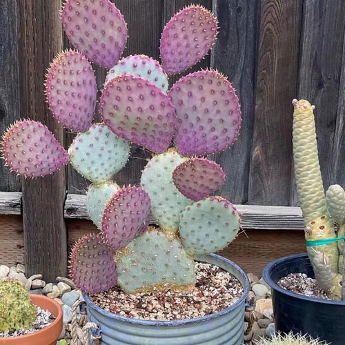 圣丽塔仙人掌 正版稀有耐热耐寒耐晒沙生花境植物龙舌兰户外庭院 - 图1