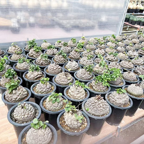 南非龟甲龙 爬藤块根多肉植物萌宠一物一拍稀有贵货 带盆栽好绿植 - 图1