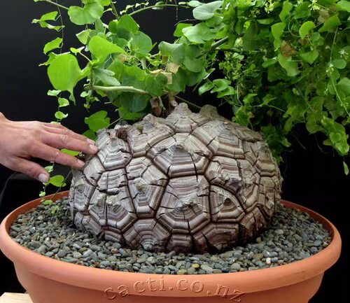 南非龟甲龙 爬藤块根多肉植物萌宠一物一拍稀有贵货 带盆栽好绿植 - 图3