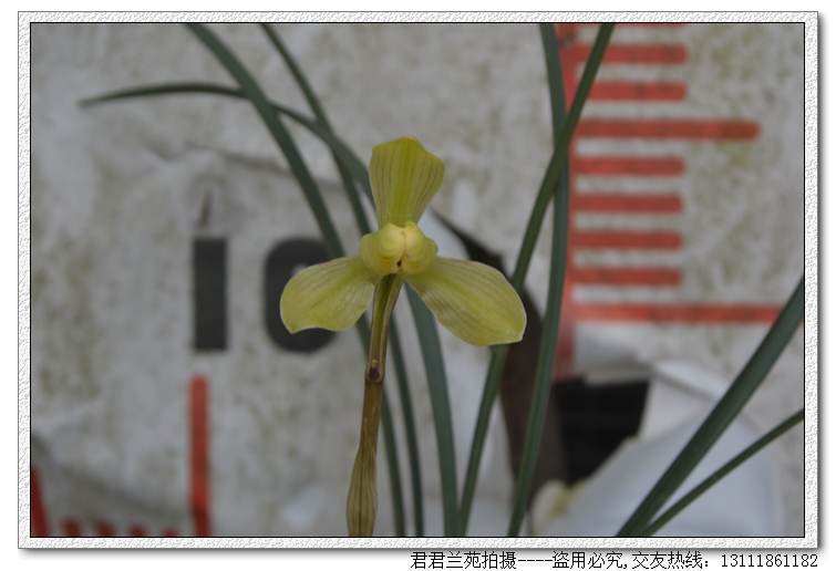 当年开花兰花苗盆栽好发货春兰古蔺皇玉漏风漏雨自然栽培苗-图0