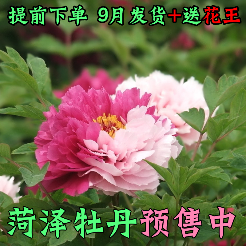 菏泽牡丹花苗盆栽大苗春柳岛锦花王带花苞地栽赵粉花二乔四季庭院-图1