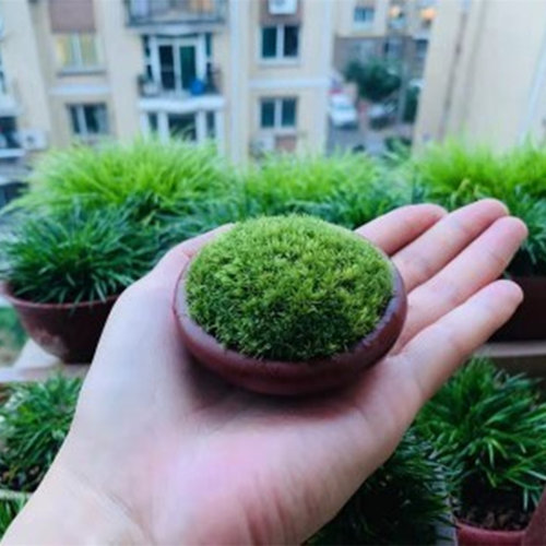 苔藓微景观藓水陆缸植物鲜活青苔盆景假山盆栽造景白发兰花专用 - 图0