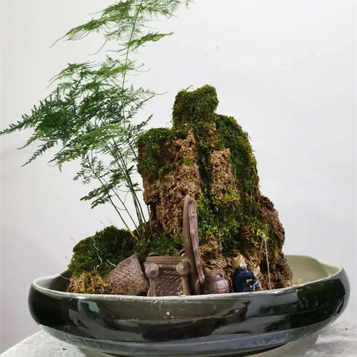 苔藓微景观藓水陆缸植物鲜活青苔盆景假山盆栽造景白发兰花专用 - 图1