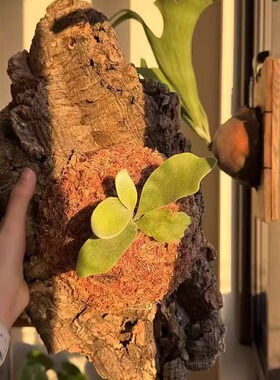 天然树皮种植板蝴蝶兰鹿角蕨兜兰