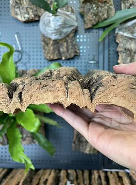 软木树皮香槟树皮种植板