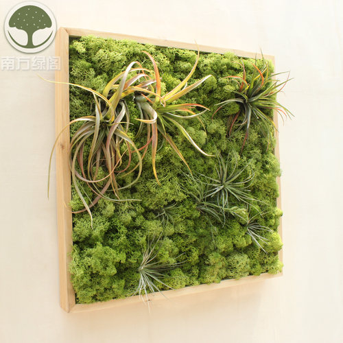 北欧装饰画空气凤梨永生苔藓绿植墙壁挂画餐厅样板房客厅软装包邮 - 图2