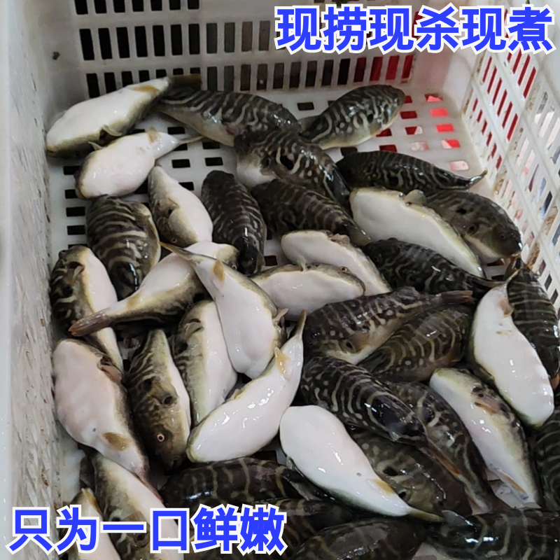 河豚鱼即食用已处理现煮红烧白汁长江养殖扬中特产送礼盒包