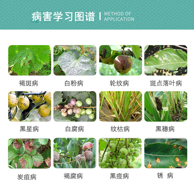 40%百菌清果树蔬菜花卉月季番茄早疫炭疽白粉叶斑霜霉病农药杀菌 - 图1