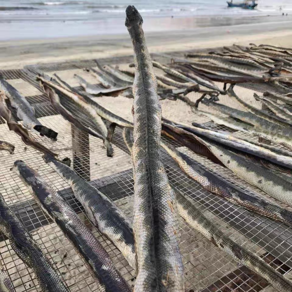 Authentic dried sea snake fisherman's own sun-dried deep sea wine stew