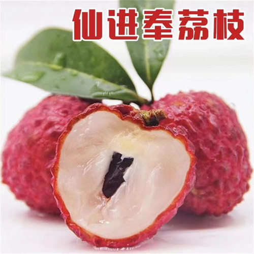 正宗增城仙进奉荔枝树苗观音绿荔枝苗广西嫁接荔枝苗盆栽当年结果 - 图2