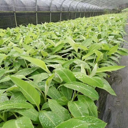 小米焦树苗粉焦香蕉果树苗芭蕉苗矮化盆栽地栽庭院阳台南北方种植 - 图3