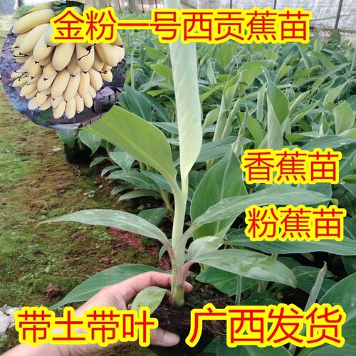 小米焦树苗粉焦香蕉果树苗芭蕉苗矮化盆栽地栽庭院阳台南北方种植 - 图0