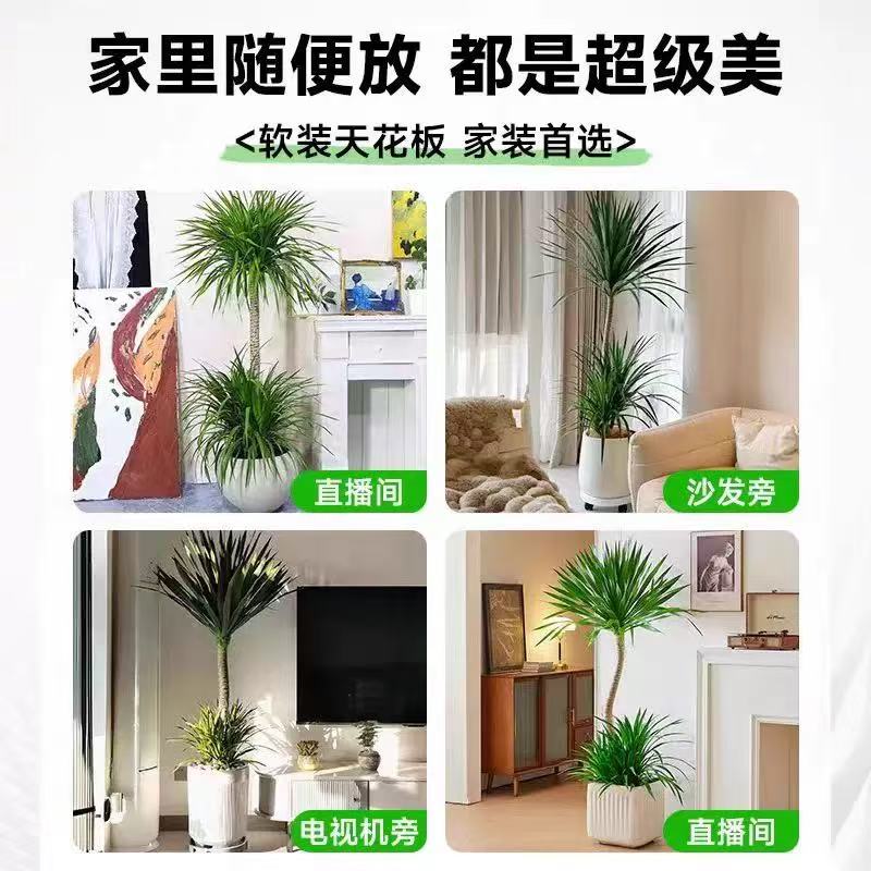 龙血树太空铁客厅老桩绿植盆栽室内老桩办公室净化空气网红绿植 - 图1