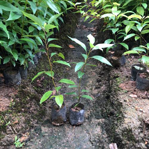 香樟树苗驱蚊虫四季常青小叶香樟庭院绿化工程盆栽地栽南北方种植 - 图3
