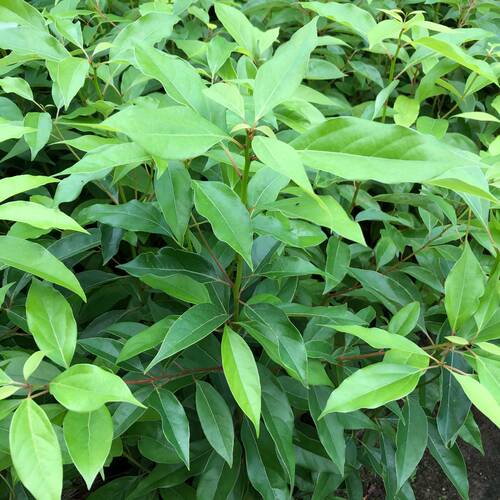 香樟树苗驱蚊虫四季常青小叶香樟庭院绿化工程盆栽地栽南北方种植 - 图0