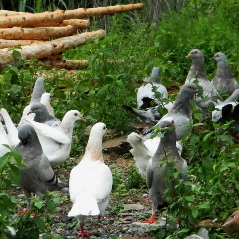 4只乳鸽新鲜现杀鸽子生鲜农家散养现杀肉鸽土鸽子顺丰包邮 - 图2