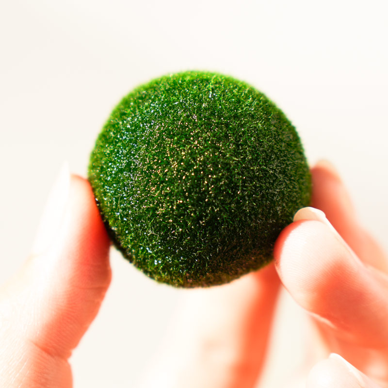 marimo幸福海藻球微景观生态瓶水培植物球藻创意水生治愈系迷你,淘宝优惠券,粉丝福利购,淘宝优惠卷