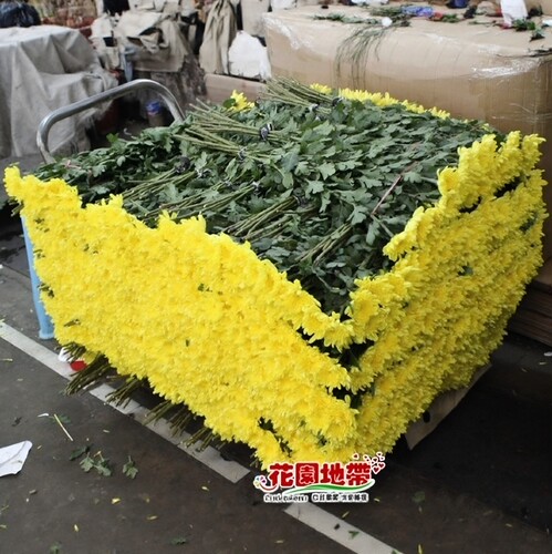 清明节黄菊鲜切花白菊花上坟祭奠花扫墓殡仪哀悼花束同城鲜花速递 - 图2