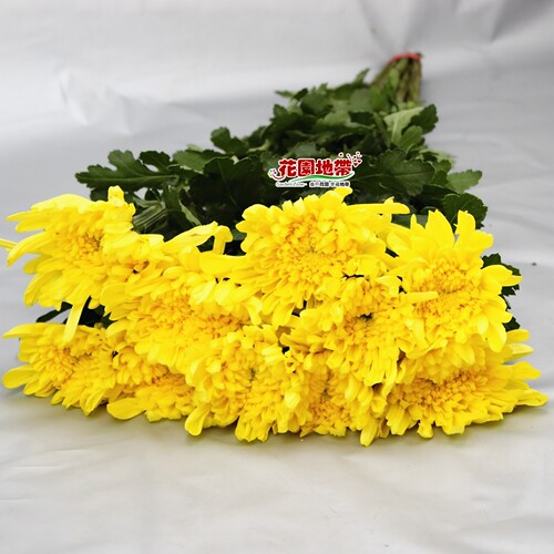清明节黄菊鲜切花白菊花上坟祭奠花扫墓殡仪哀悼花束同城鲜花速递 - 图1