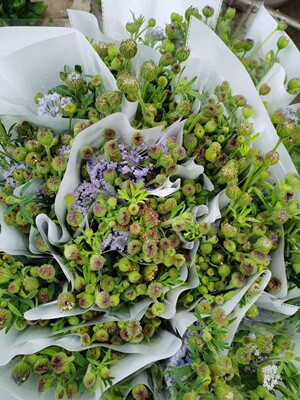 翠珠鲜花云南直发昆明直批基地斗南花市插花水养花束花卉家庭 虎窝淘