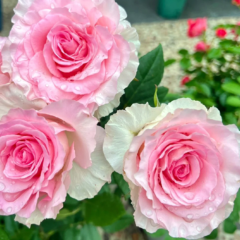 A级洛神玫瑰鲜花云南直发直批昆明基地插花新鲜卉真花玫瑰花水养-图1