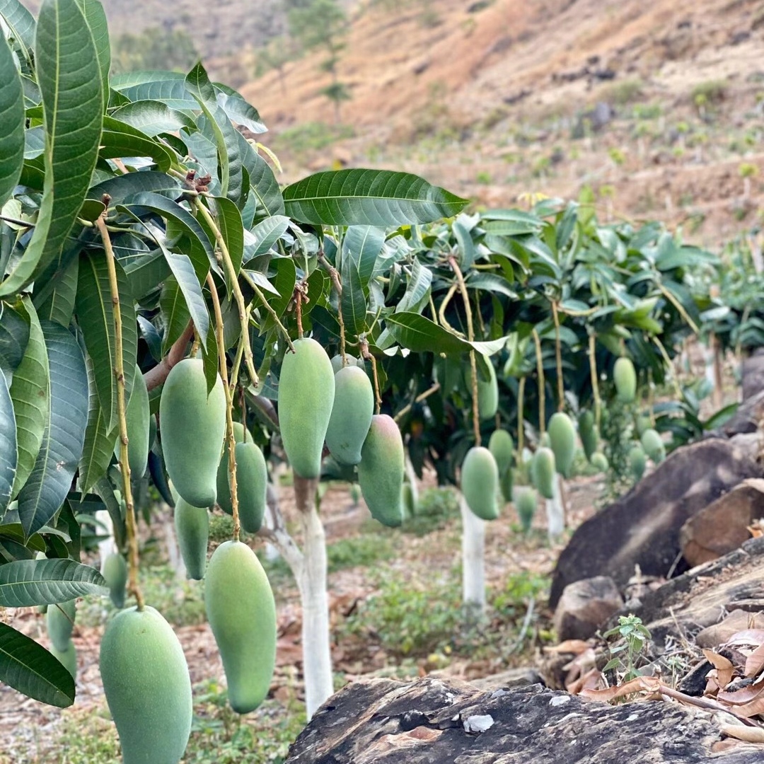 自家农场四川攀枝花芒果金煌芒10斤现摘新鲜当季水果孕妇可食包邮-图1