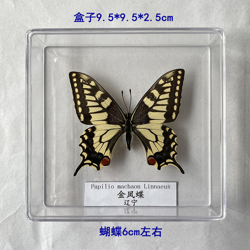 蝴蝶标本真蝴蝶昆虫标本摆件学生生日礼物幼儿园教学透明盒装 - 图0