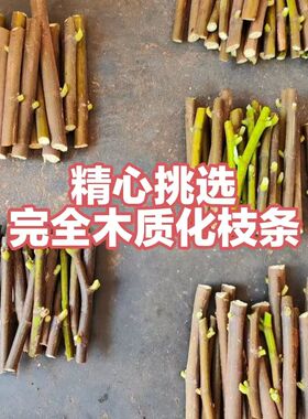 新鲜无花果枝条  现剪现发  无花果扦插枝条无花果嫁接枝条树枝条