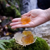 Выберите большую персиковую жевательную резинку естественные дикие съедобные расцветы персика и экстракт 250 граммов персиковой мякоти