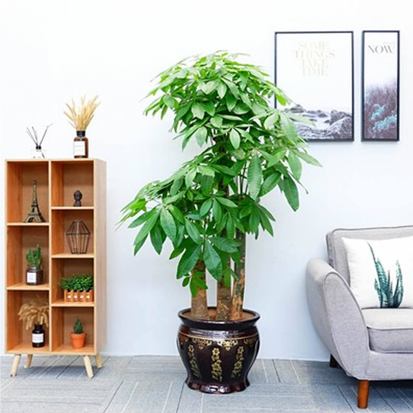 发财树室内大型盆栽绿植办公室绿化落地植物武汉同城开业乔迁送礼,淘宝优惠券,粉丝福利购,淘宝优惠卷