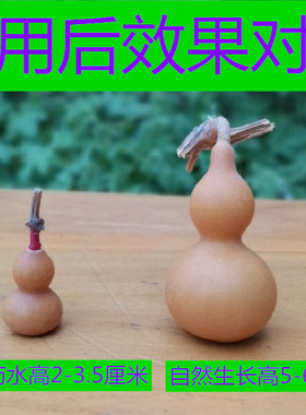 草里金定型药水葫芦缩小特把玩