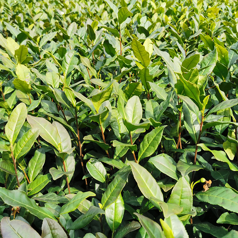 安吉白茶 茶苗白叶1号龙井绿茶苗乌牛早黄金芽中茶108茶树苗基地 - 图1