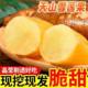 Now digging Yunnan Tianshan Snow Lotus Fruit Fruit Fresh in Season