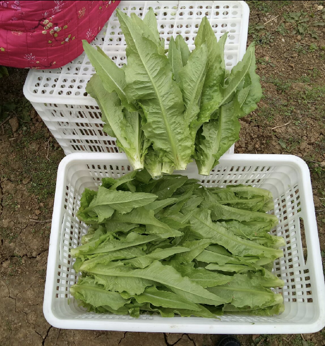 湖北农家自种油麦菜新鲜蔬菜时令绿叶菜火锅青菜沙拉健身笋尖包邮 - 图3