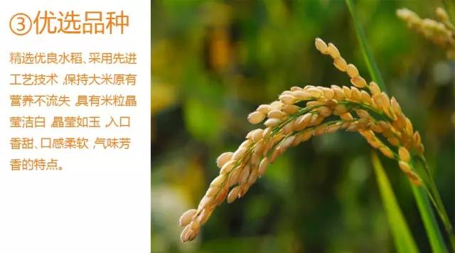 挂绿增城丝苗米5kg南方籼米长粒香米增城特产国家地标包邮-图1