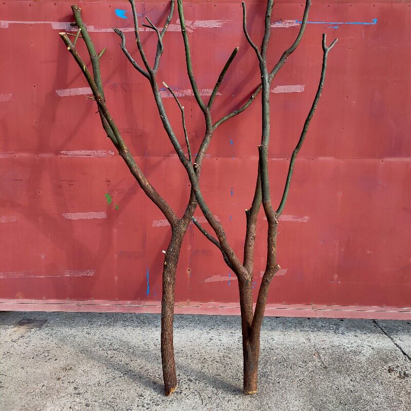 天然干树枝树杈子枯树枝干屏风仿真树架子树枝灯去皮树枝挂墙景观_虎窝淘