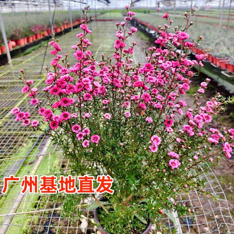 松红梅盆栽带花苞冬季花园耐寒花卉植物庭院阳台开花绿植澳洲雪梅,淘宝优惠券,粉丝福利购,淘宝优惠卷