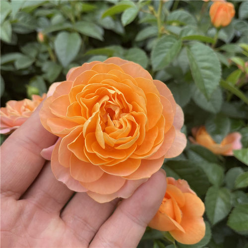 欧月玫瑰盆栽带花苞开花不断香槟带香味果汁玫瑰庭院月季花卉绿植 - 图2