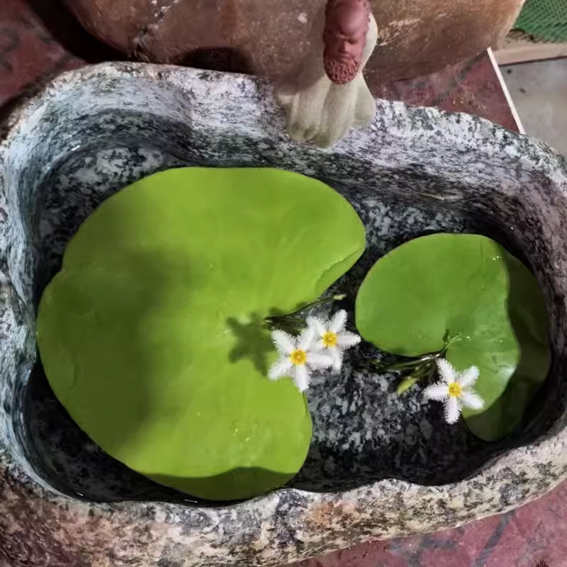 一叶莲碗莲水生花卉水培植物室内鱼缸浮生莲花水池鱼池净化水质,淘宝优惠券,粉丝福利购,淘宝优惠卷