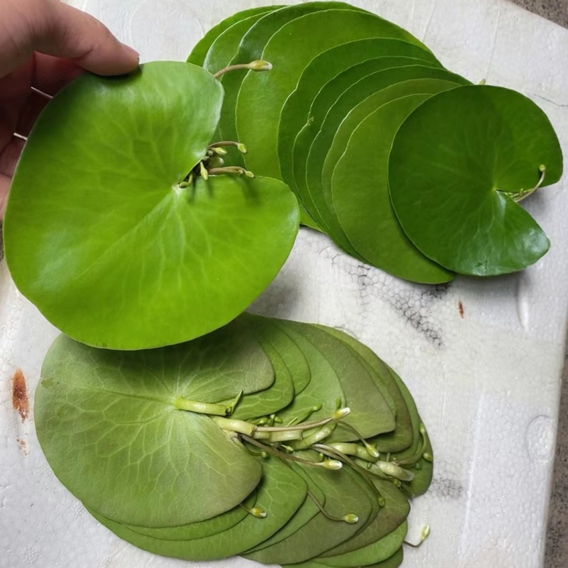 一叶莲碗莲水生花卉水培植物室内阳台四季开花盆栽鱼缸浮生莲花-图2