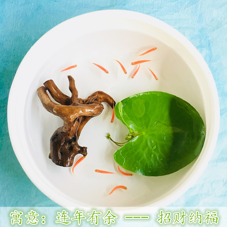 一叶莲碗莲水生花卉水培植物室内阳台四季开花盆栽鱼缸浮生莲花-图0