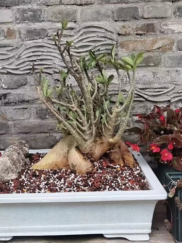 沙漠玫瑰花原生苗裸根 一物一拍 - 图1