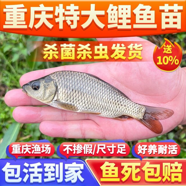 Carp fry red tail grows fast, is durable and easy to care for