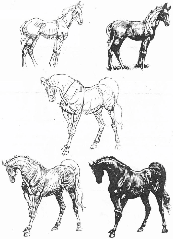 MachoQueen动物绘画技法 The art of animal drawing - 图1