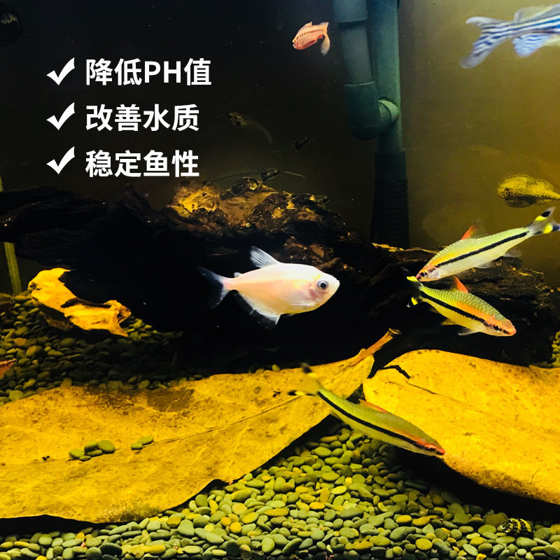 斗鱼榄仁叶懒人叶小型热带鱼龙鱼乌龟虾缸水族ph值天然榄树叶