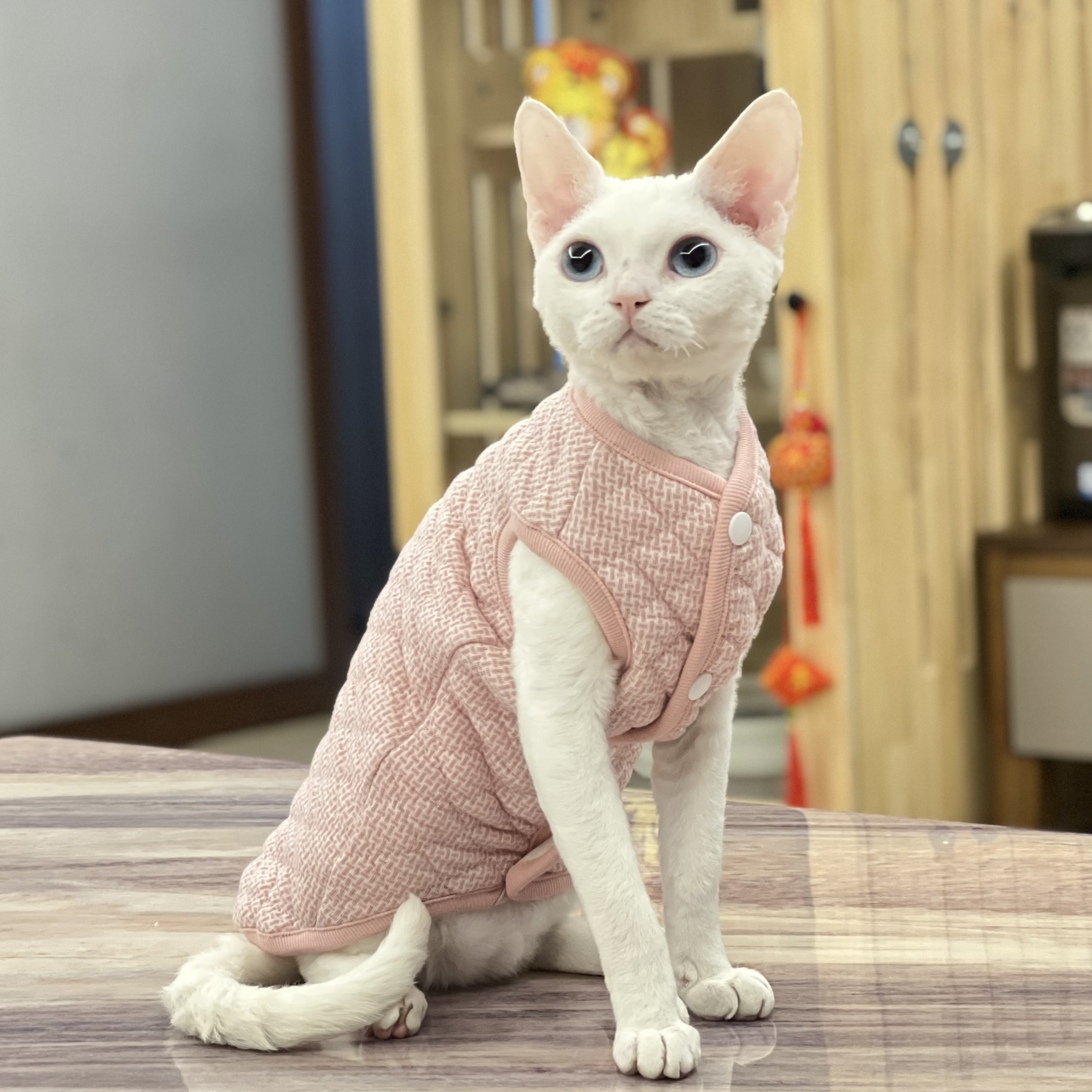 纯棉斯芬克斯无毛猫德文衣服家居服马甲矮脚背心夹棉加厚春夏秋冬 - 图1