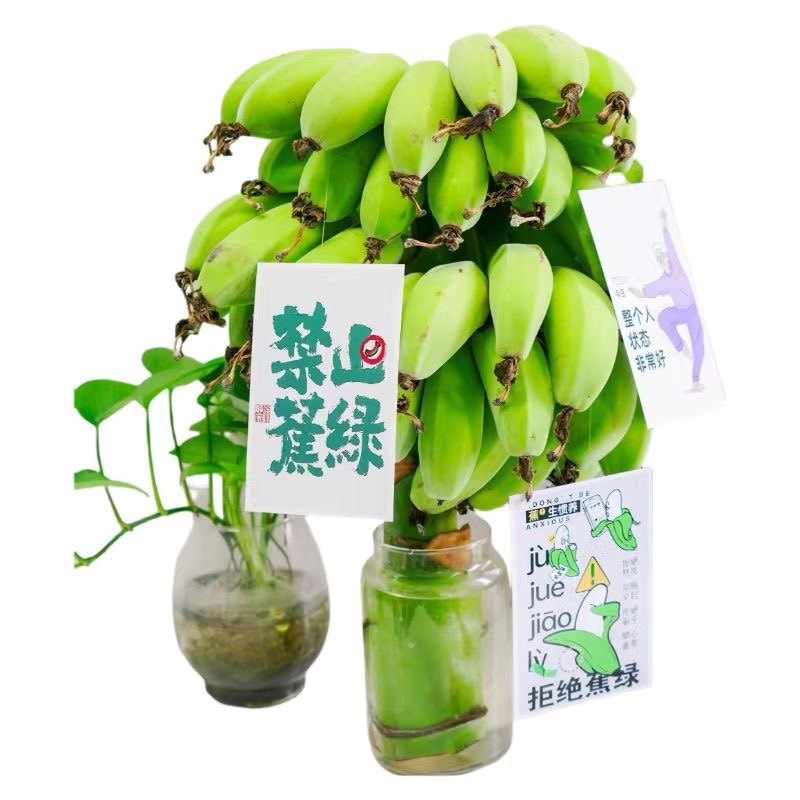 福建苹果香蕉新鲜水果整串禁止蕉绿水培芭蕉小米蕉网红绿植整箱,淘宝优惠券,粉丝福利购,淘宝优惠卷