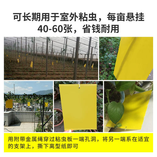 黄板双面粘虫板诱虫板纸贴黄色黏虫板灭小飞虫蓟马果园大棚 200张 - 图1